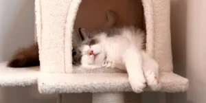 occuper son chat en hiver