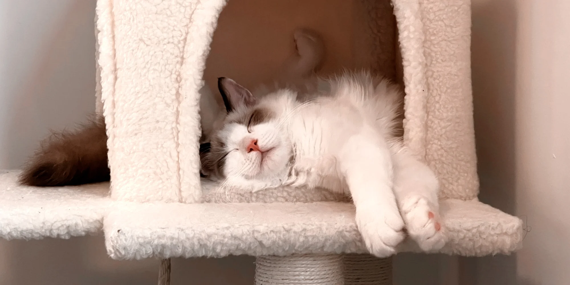 occuper son chat en hiver