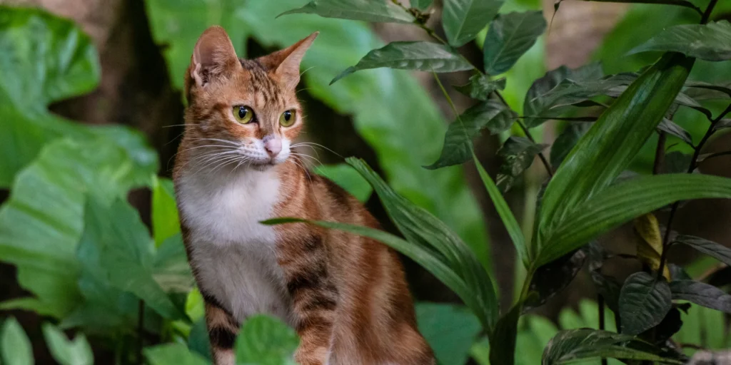 plantes d'automne et d'hiver dangereuses pour les animaux