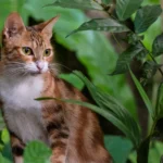 plantes d'automne et d'hiver dangereuses pour les animaux