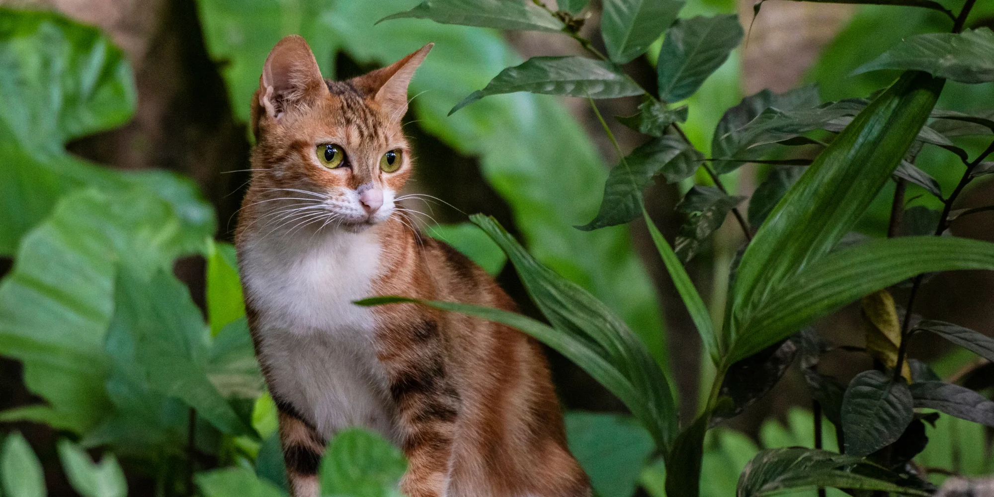 plantes d'automne et d'hiver dangereuses pour les animaux